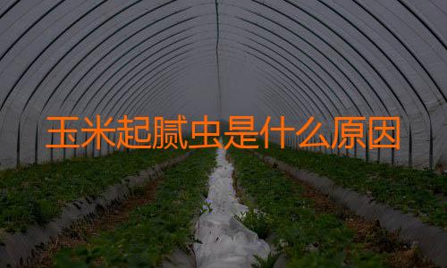 玉米起腻虫是什么原因