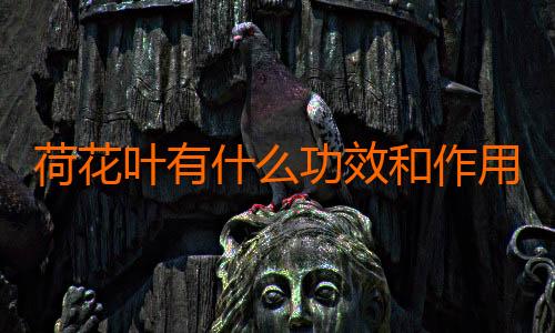 荷花叶有什么功效和作用