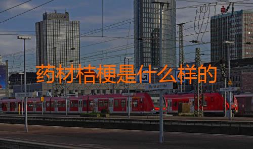 药材桔梗是什么样的